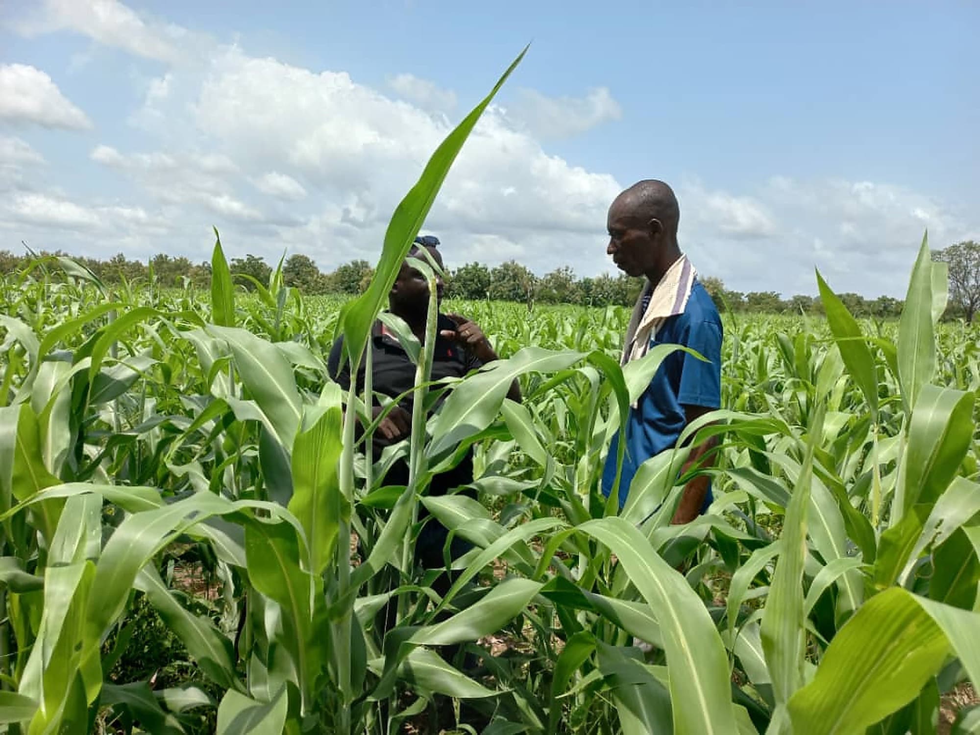 Field inspection at a group farm site